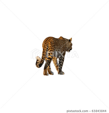 Rear view of leopard walking isolated on white Rear view of leopard walking isolated on white 63843844