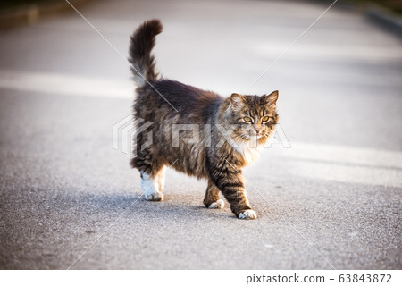 A tabby cat crossing the road. A tabby cat crossing the road. 63843872