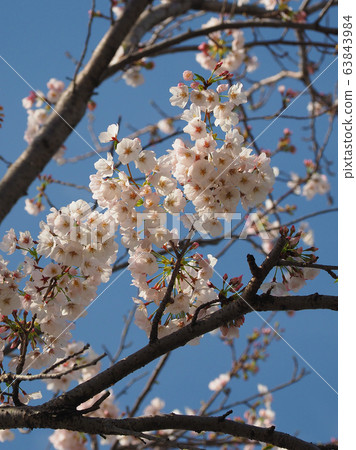 春天的形象（櫻花） 63843984