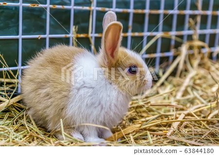 Rabbits are small mammals Rabbits are small mammals 63844180