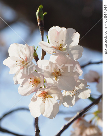 Spring image (Sakura flower) Spring image (Sakura flower) 63844344