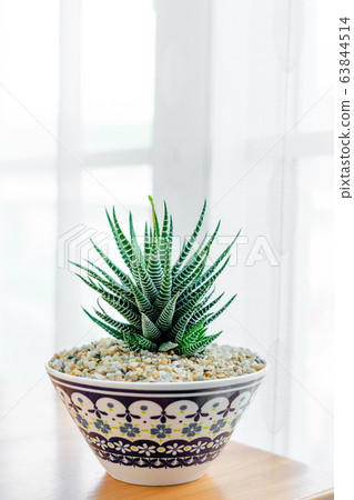Close up haworthia fasciata "Zebra Plant" Close up haworthia fasciata "Zebra Plant" 63844514