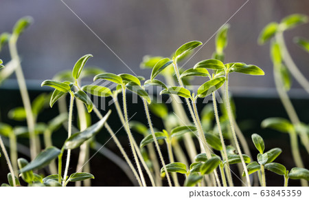 home gardening seedlings growing in a pot home gardening seedlings growing in a pot 63845359