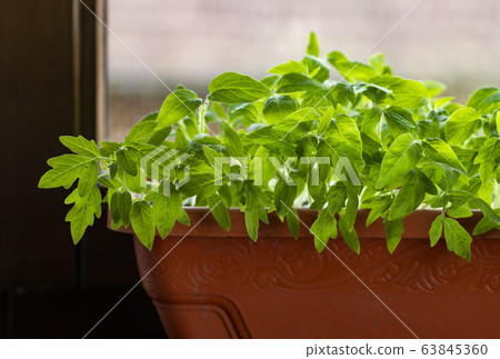 home gardening seedlings growing in a pot home gardening seedlings growing in a pot 63845360