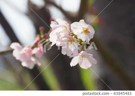 春天的形象(櫻花) 春天的形象(櫻花) 63845481