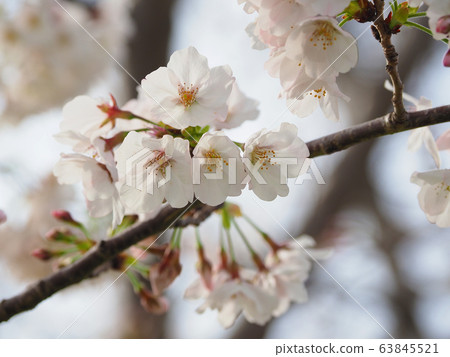 Spring image (Sakura flower) 63845521
