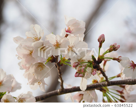 Spring image (Sakura flower) 63845522