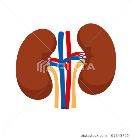 Human kidneys isolated on white background vector 63845735