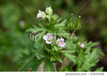 American Flower Flower 63845806