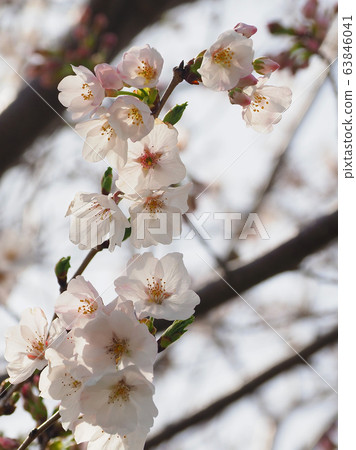 Spring image (Sakura flower) 63846041
