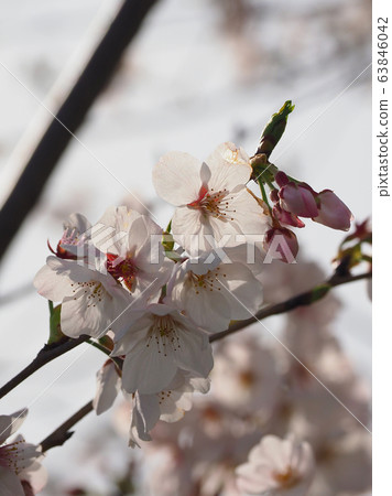 Spring image (Sakura flower) Spring image (Sakura flower) 63846042