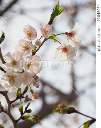 Spring image (Sakura flower) 63846054