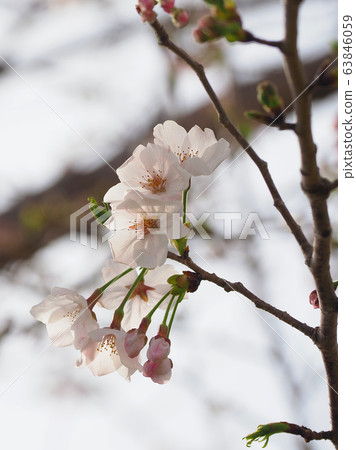 Spring image (Sakura flower) Spring image (Sakura flower) 63846059