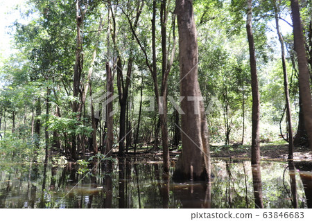Amazon, canoe to hinterland of jungle 63846683