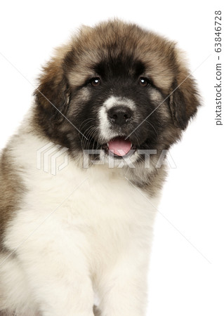 Close-up of Caucasian shepherd puppy 63846728