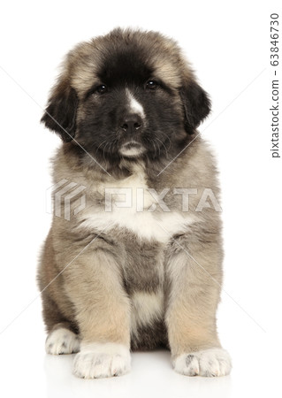 Caucasian shepherd puppy sits on white background Caucasian shepherd puppy sits on white background 63846730