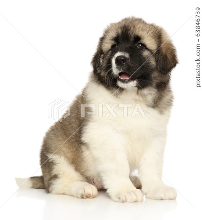 Caucasian shepherd puppy sits on white background 63846739