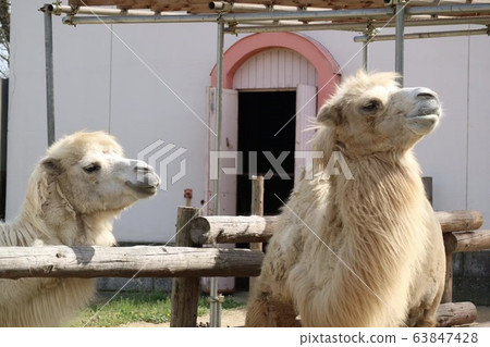 Tobu animals park Tobu animals park 63847428