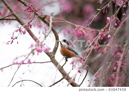 Bird, cherry-blossom viewing Bird, cherry-blossom viewing 63847439