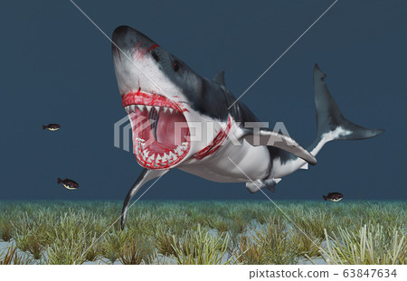 Great white shark 63847634