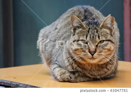 Pheasant cat smiling 63847781