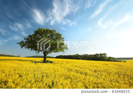 Spring Landscape. Tree on a blooming rapeseed field. Spring Landscape. Tree on a blooming rapeseed field. 63848033