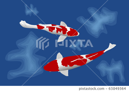 Two Carp fish in the blue water pool.  63849364