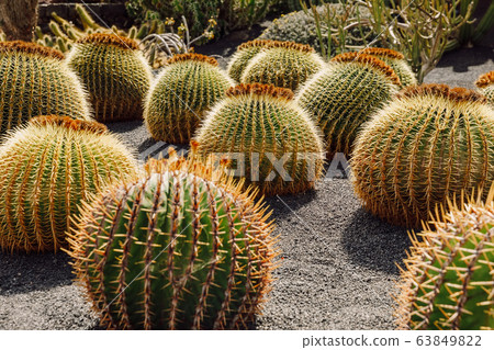Cactus garden in Guatiza village, Lanzarote island, Canary Islands Cactus garden in Guatiza village, Lanzarote island, Canary Islands 63849822