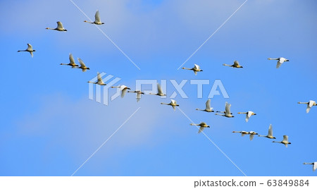 stork, bird, animal stork, bird, animal 63849884