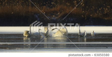 Cygnus, bird, animal 63850380