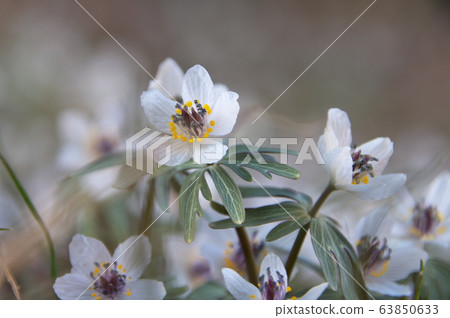 瀨戶草花 瀨戶草花 63850633