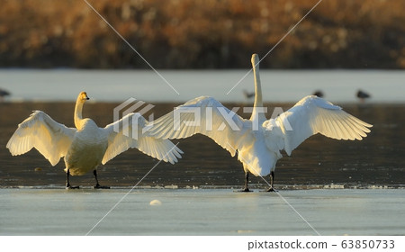 Cygnus, bird, animal Cygnus, bird, animal 63850733
