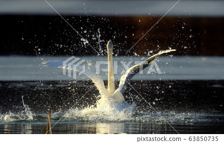 Cygnus, bird, animal 63850735