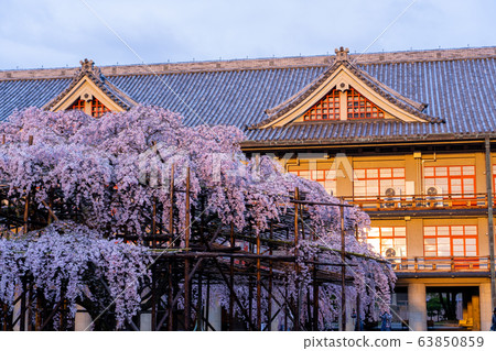 Nara Prefecture Tenri City Sakura Nara Prefecture Tenri City Sakura 63850859