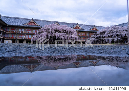 奈良縣天理市櫻花 63851096