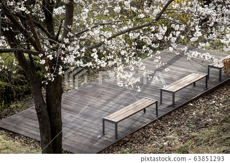 Wooden chairs under the cherry blossoms 63851293