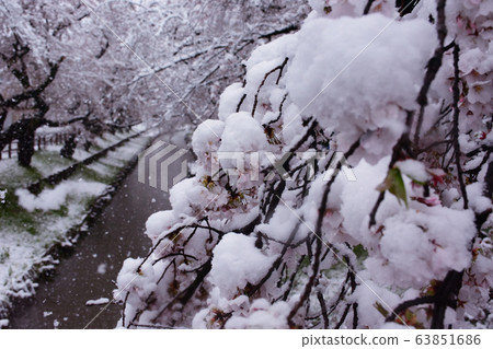 Honor cherry blossoms in snow Honor cherry blossoms in snow 63851686