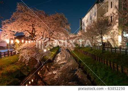 Night cherry blossoms at the Shin-Kishi River Kawagoe 63852230