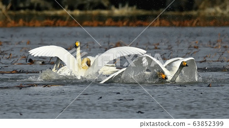 Cygnus, bird, animal 63852399