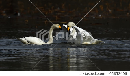 Cygnus, bird, animal 63852406