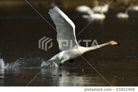 Cygnus, bird, animal 63852408