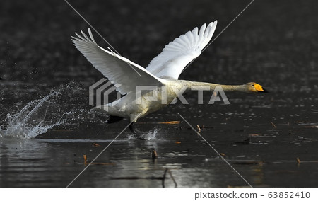 Cygnus, bird, animal 63852410