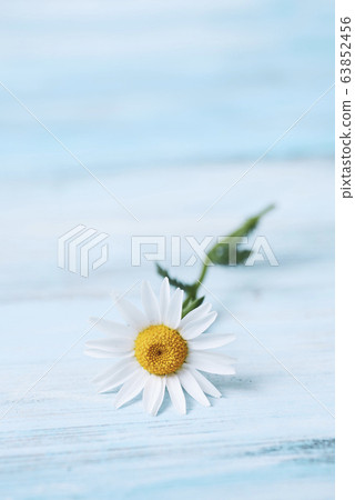 daisy flower on a blue wooden surface. 63852456