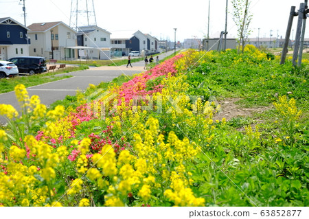 油菜花和居住區 63852877
