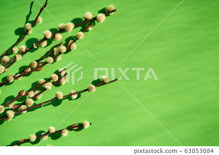 Easter plants on a paper green background 63853084
