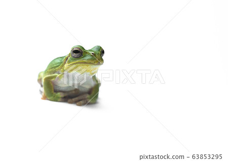 Tree frog Japanese rain frog Scientific name Hyla japonica white background 63853295
