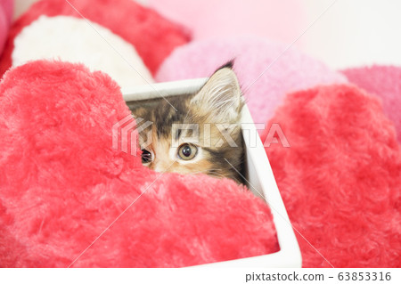 Maine Coon kitten in a pot cover 63853316