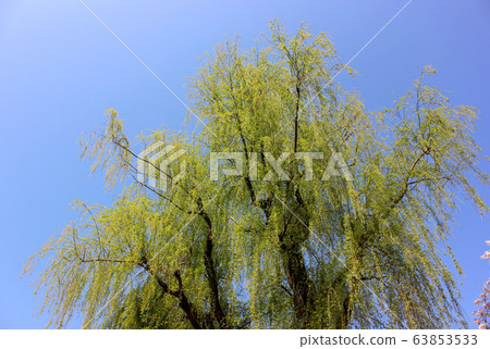 Willow tree in Myoshoji park (2) 63853533