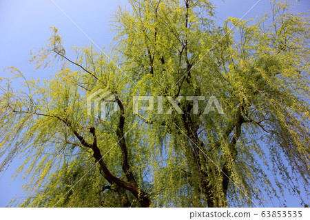 妙手寺公園的柳樹（3） 63853535