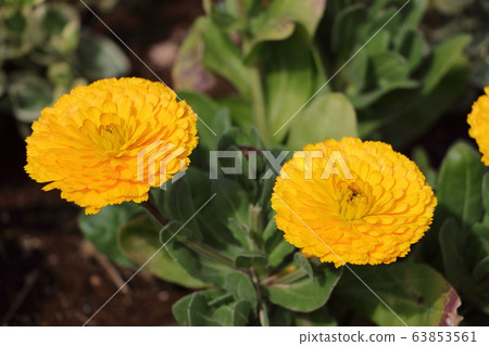 Calendula 63853561